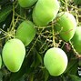 Nama Nama Buah Mangga Di Indonesia